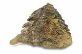 Fossil Woolly Mammoth Lower M Molar - Poland #295845-8